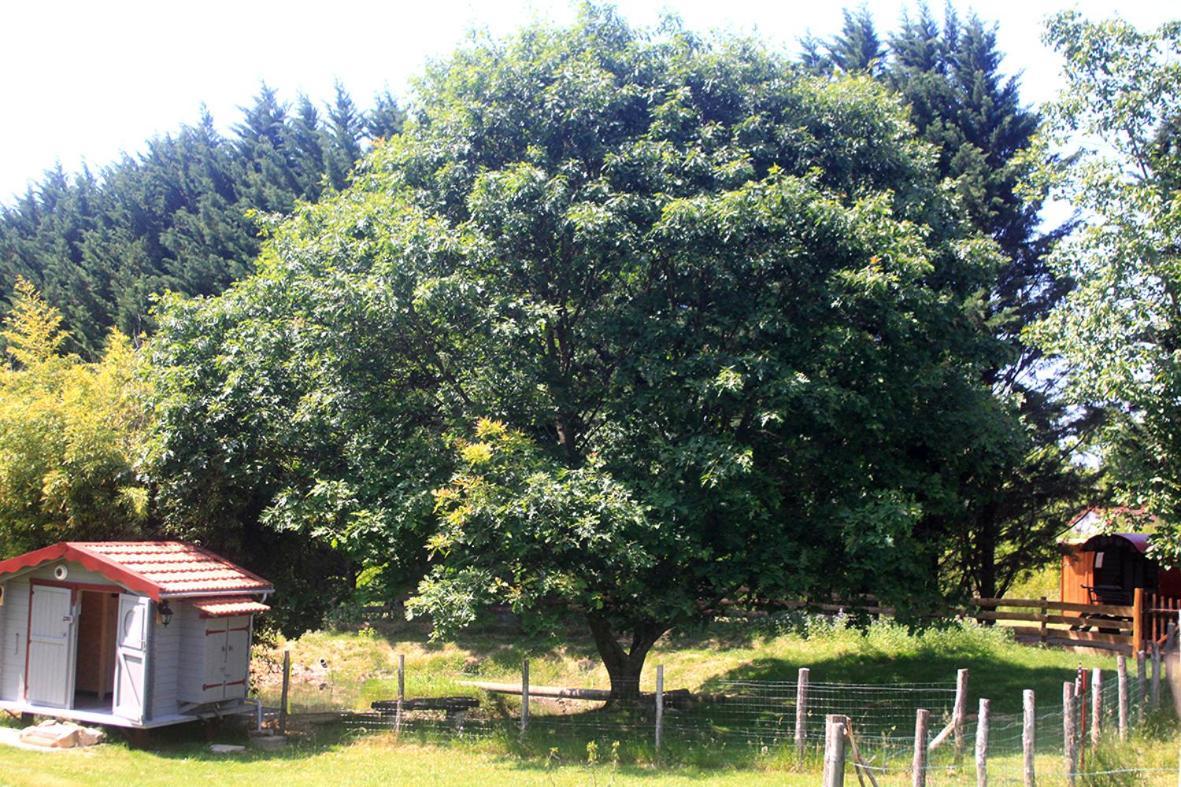 Tente Trappeur Ada, Au Jardin De La Vouivre Saint-Vincent-en-Bresse Eksteriør bilde
