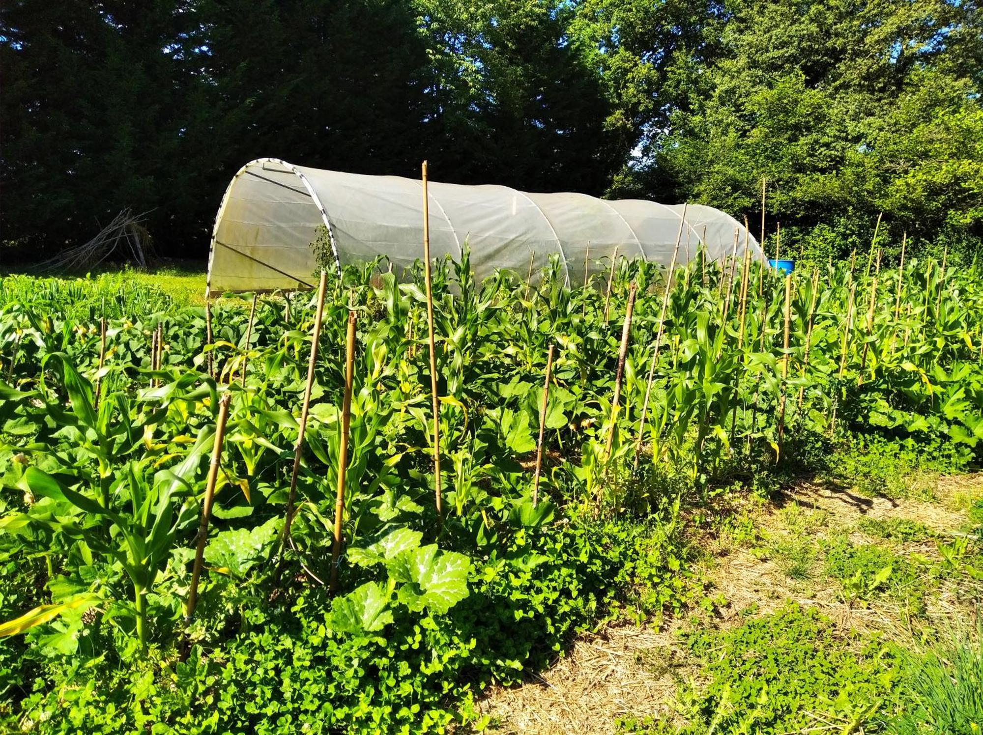 Tente Trappeur Ada, Au Jardin De La Vouivre Saint-Vincent-en-Bresse Eksteriør bilde